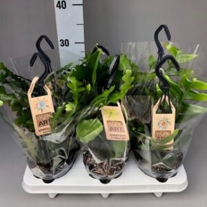 Epiphyllum Epiphyllum mix hang 12
(8 Plants/Order)(12cmP 34cmH)