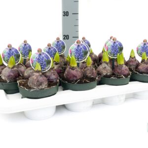 Hyacinthus Blue Pearl Hyacint Blue Pearl
(12 Plants/Order)(12cmP 10cmH)