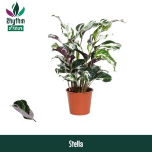 Calathea Stella Calathea 14cm Stella - Rhythm of Nature
(8 Plants/Order)(14cmP 45cmH)