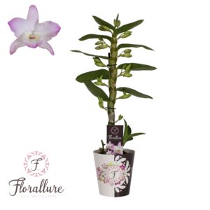Dendrobium nobile Spring Dream 'Kum Dendrobium Nobile Kumiko 1 stam 10+ receme Florallure
(6 Plants/Order)(12cmP 50cmH)