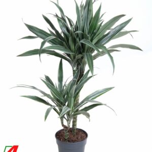 Dracaena Warneckei Dracaena Warneckei Jumbo 45-15
(5 Plants/Order)(19cmP 100cmH)