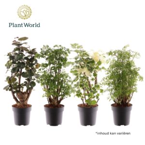 Polyscias Polyscias busch 2-3 Types mixed
(1 Plants/Order)(17cmP 60cmH)