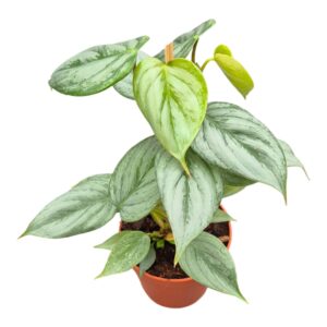 Philodendron Philodendron Sodiroi
(10 Plants/Order)(9cmP 15cmH)