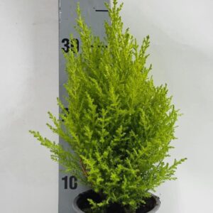 Cupressus Goldcrest Wilma Cupressus piramide 12cm
(10 Plants/Order)(12cmP 32cmH)