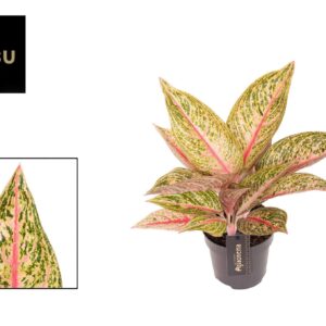 Aglaonema other Aglaonema Romance Red
(12 Plants/Order)(12cmP 35cmH)