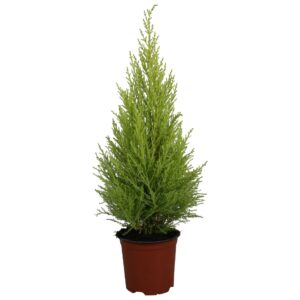 Cupressus Goldcrest Wilma Cupressus Goldcrest Wilma
(7 Plants/Order)(14cmP 55cmH)