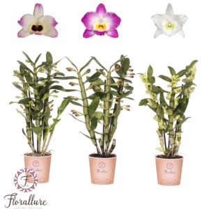 Dendrobium nobile mixed Dendrobium Nobile mix 3 stam 18+ receme Florallure
(6 Plants/Order)(12cmP 50cmH)