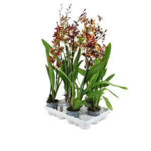 Cambria Inca Cambria mix 2 spike XL
(12 Plants/Order)(9cmP 65cmH)