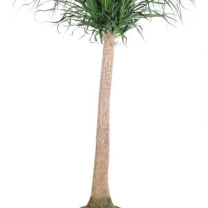 Nolina recurvata Beaucarnea stam P34 - 4ft
(1 Plants/Order)(34cmP 170cmH)