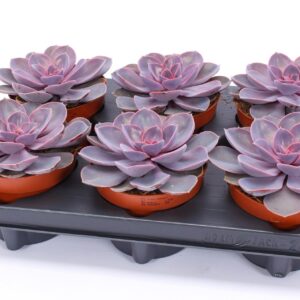 Echeveria Purple Pearl Echeveria purple pearl 12
(6 Plants/Order)(12cmP 15cmH)
