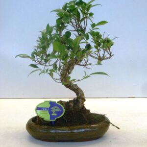 Bonsai dwergvorm loofhout Ficus retusa, 24cm., shape, without drip tray
(4 Plants/Order)(24cmP 35cmH)