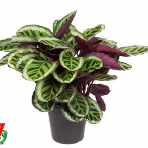 Calathea Angela Calathea Angela
(1 Plants/Order)(27cmP 80cmH)