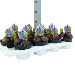 Hyacinthus Aqua Hyacint Aqua
(12 Plants/Order)(12cmP 10cmH)