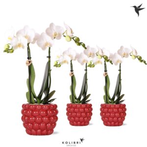 Phalaenopsis Multiflora Kolibri Orchids Phalaenopsis white 2 spike in Berry Pot
(6 Plants/Order)(9cmP 40cmH)