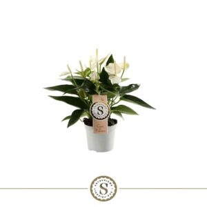 Anthurium White Champion White Champion 9cm
(6 Plants/Order)(9cmP 30cmH)