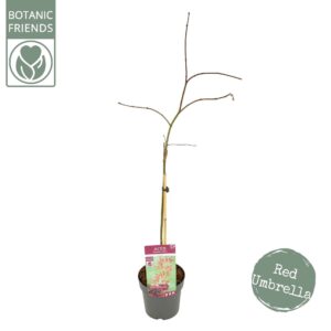 Acer palmatum Garnet Acer palm. 'Garnet'
(1 Plants/Order)(19cmP 100cmH)