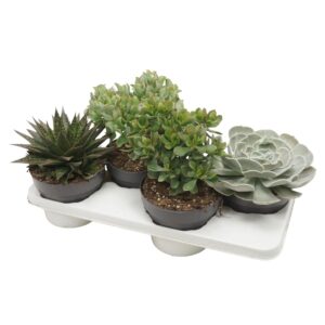 Succulenten mix Succulenten mix 17 cm
(4 Plants/Order)(17cmP 25cmH)