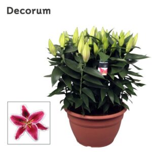 Lilium Starlight Express Lilium OR Starlight Express XL 15pp
(1 Plants/Order)(35cmP 60cmH)