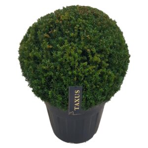 Taxus baccata Taxus baccata ball p65 (z) 75-80 ©
(1 Plants/Order)(65cmP 60cmH)