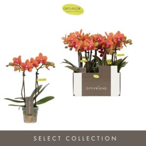 Phalaenopsis Multiflora Optifriend orange 2 spike
(8 Plants/Order)(7cmP 25cmH)