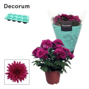 Chrysanthemum Chrystal Purple Chrysanne® Grandezza Purple
(12 Plants/Order)(13cmP 25cmH)