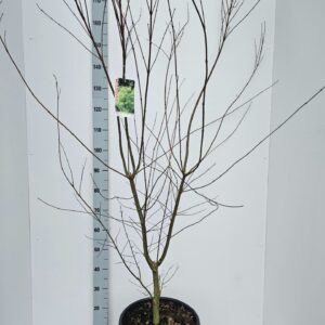 Acer palmatum Seiryu Acer palmatum 'Seiryu'
(1 Plants/Order)(36cmP 170cmH)