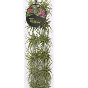 Tillandsia Tillansy green
(6 Plants/Order)(11cmP 38cmH)