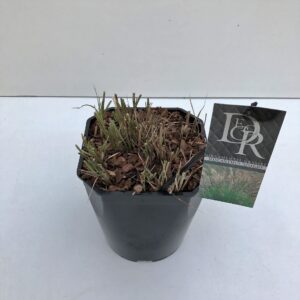 Miscanthus Adagio Miscanthus 'Adagio'
(1 Plants/Order)(23cmP 70cmH)