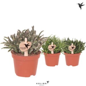 Rhipsalis mix Kolibri Greens Rhipsalis mix
(14 Plants/Order)(6cmP 11cmH)