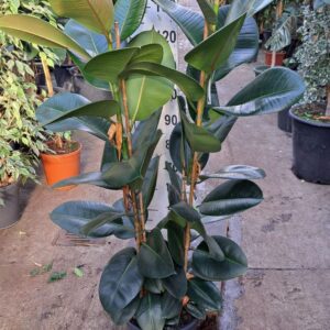 Ficus Elastica Robusta ficus robusta 2 toef 150
(1 Plants/Order)(30cmP 150cmH)