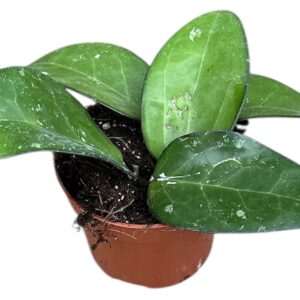 Hoya hoya sp malang
(2 Plants/Order)(10.5cmP 15cmH)