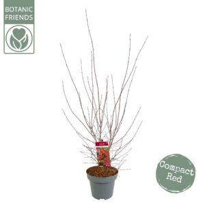 Acer palmatum Shaina Acer palm. 'Shaina' C14 struik
(1 Plants/Order)(30cmP 120cmH)