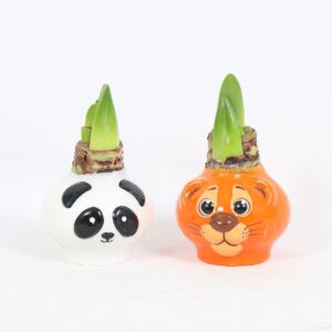 Hippeastrum Wax No Water Flowers Waxz® Wildlife mix
(4 Plants/Order)(5cmP 15cmH)