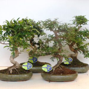 Bonsai Bonsai mix, indoor, 29cm., shape, without drip tray
(3 Plants/Order)(29cmP 45cmH)