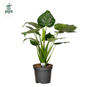 Alocasia cucullata Alocasia Cucullata p35
(1 Plants/Order)(35cmP 110cmH)