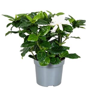 Gardenia jasminoides Gardenia Jasminoides 13cm
(6 Plants/Order)(13cmP 20cmH)