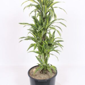 Dracaena Lemon Lime Dracaena Lemon Lime
(1 Plants/Order)(40cmP 140cmH)