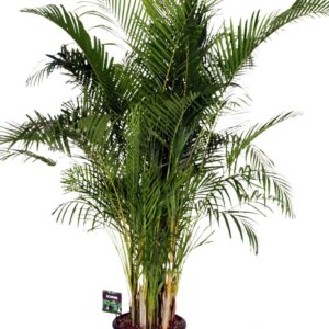 Chrysalidocarpus Dypsis lutescens
(1 Plants/Order)(40cmP 230cmH)