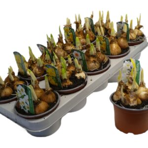 Narcissus Narcissus mix 12 cm mix kan afwijken From Picture
(10 Plants/Order)(12cmP 12cmH)