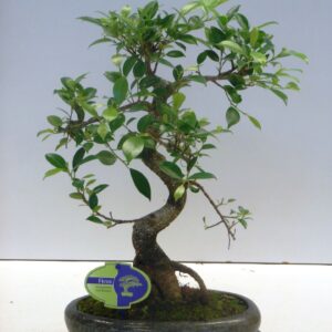 Bonsai dwergvorm loofhout Ficus retusa, 24cm., shape, with drip tray
(4 Plants/Order)(24cmP 40cmH)