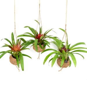 Bromelia Kokodama 12 cm Bromelia mix
(8 Plants/Order)(12cmP 30cmH)