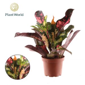 Codiaeum Wilma Croton Wilma kopstek
(14 Plants/Order)(12cmP 30cmH)
