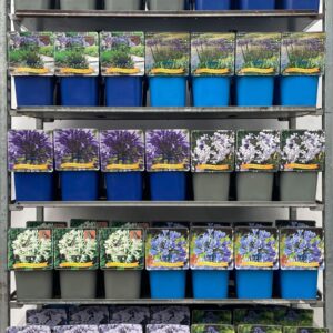 Agapanthus Agapanthus mix CC C5
(1 Plants/Order)(21cmP 35cmH)