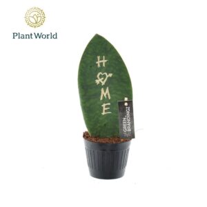 Sansevieria other Sansevieria Green Brandingz Home
(11 Plants/Order)(10.5cmP 35cmH)