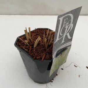 Molinia arundinacea Transparent Molinia 'Transparant'
(6 Plants/Order)(17cmP 40cmH)