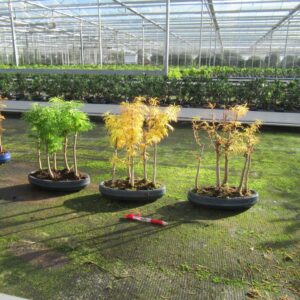 Pseudolarix amabilis Pseudolarix amabilis, group 5 stem
(4 Plants/Order)(25cmP 40cmH)