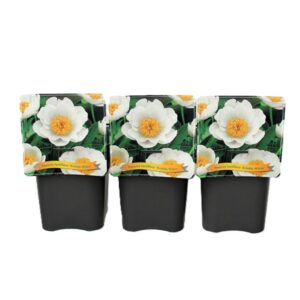 Paeonia Krinkled White Paeonia Lactiflora 'Krinkled White' C5
(1 Plants/Order)(21cmP 35cmH)