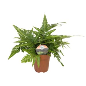 Arachniodes aristata Variega Arachniodes variegata
(6 Plants/Order)(12cmP 35cmH)