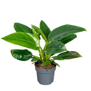 Philodendron Imperial Green Philodendron Imperial Green 14cm
(8 Plants/Order)(14cmP 40cmH)