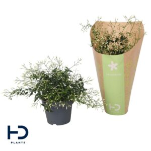 Jasminum polyanthum Jasminum struik 300 bud p12 in papieren hoes (Jasmijn)
(10 Plants/Order)(12cmP 30cmH)